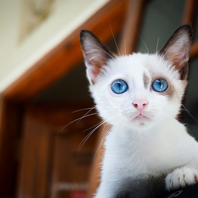 blue-eyed-cat-in-window
