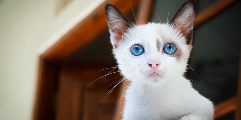 Kitten Packages | Patterson Veterinary Hospital Kitten Packages | Patterson Veterinary Hospital