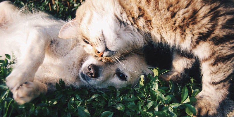 puppy and orange kitten laying in grass