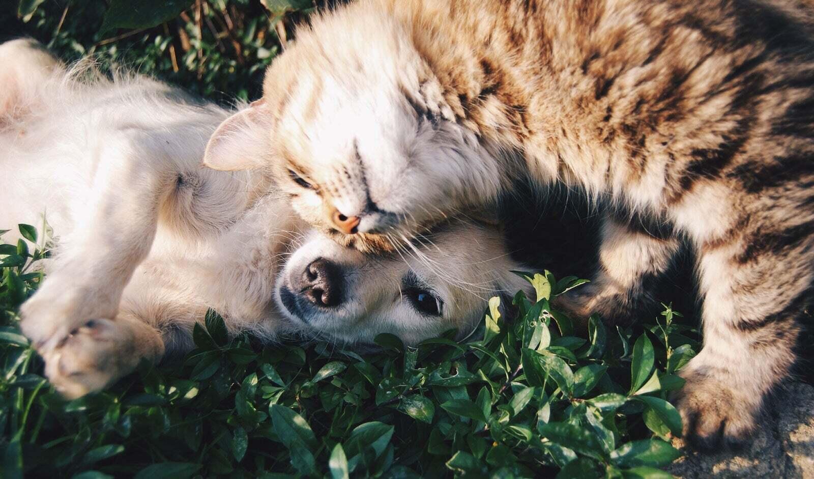 Dog and cat laying on each other
