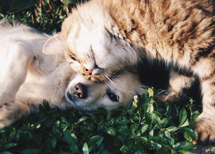 Dog and Cat laying on grass