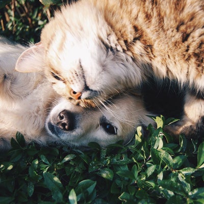 cat and dog snuggling in the grass 