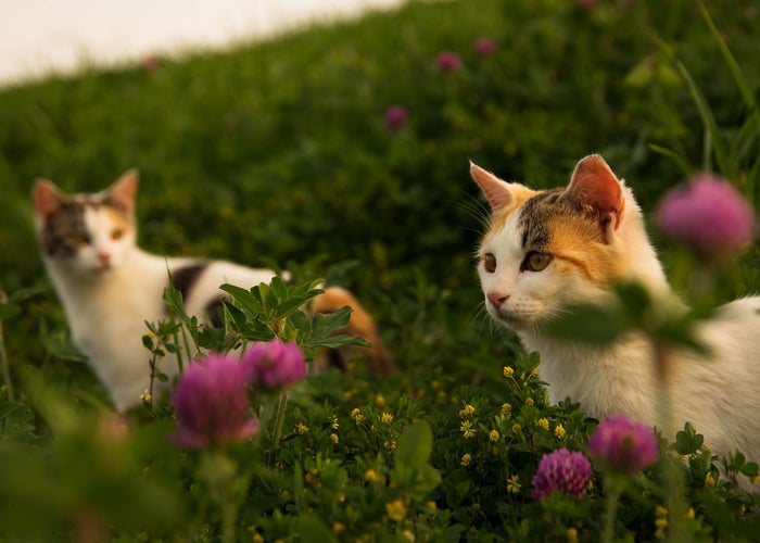 Animal Hospital In Bluefield WV Green Valley Animal Hospital animal-hospital-in-bluefield-wv-green-valley-animal-hospital