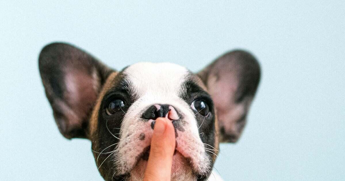 Animal Hospital in Miami Beach, FL Bayshore Veterinary Clinic