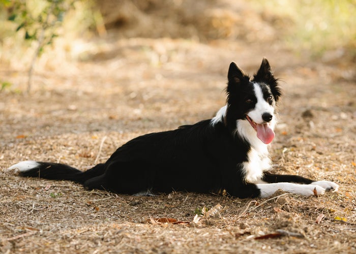 black and white dog laying down 