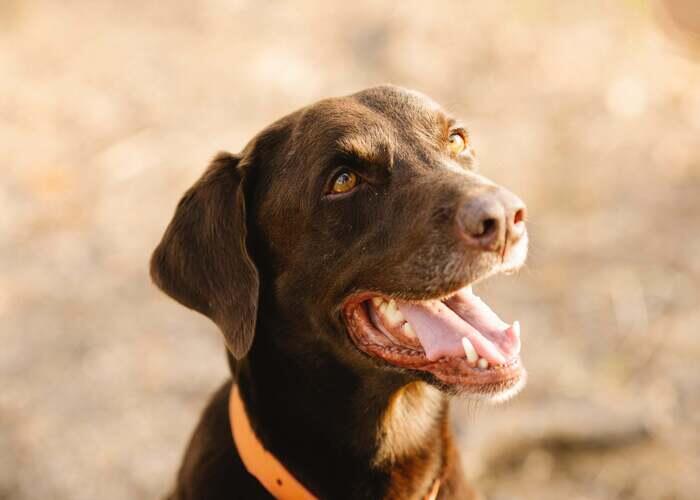 brown dog with orange collar