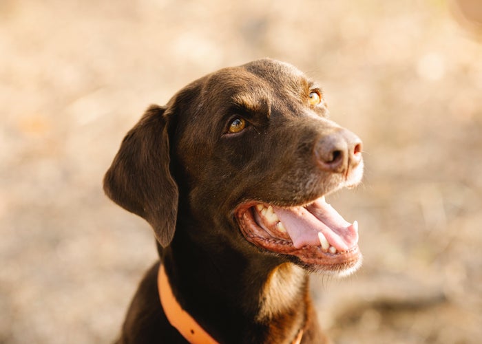 brown dog with orange collar