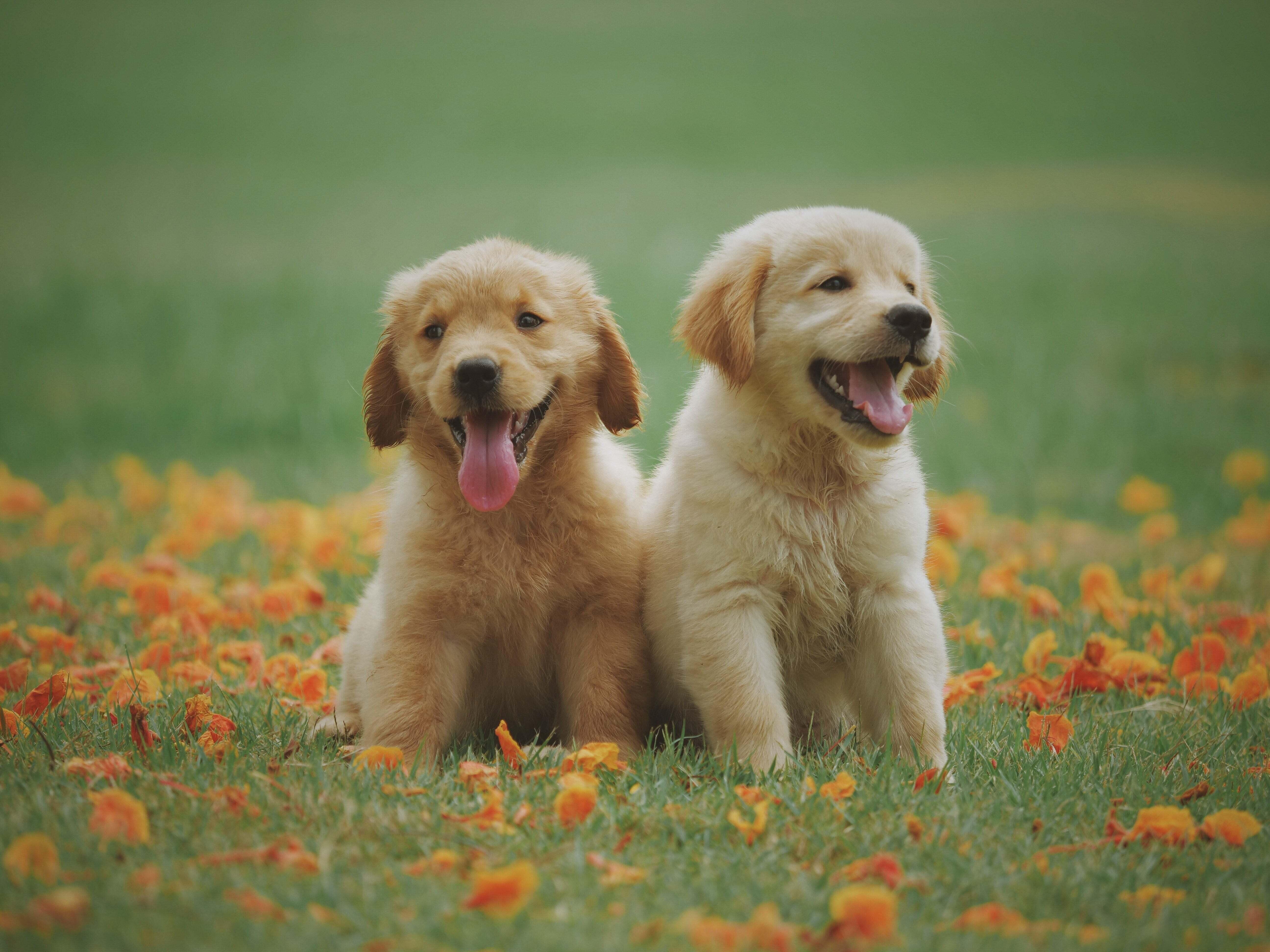 two fluffy puppies sitting in grass while smiling