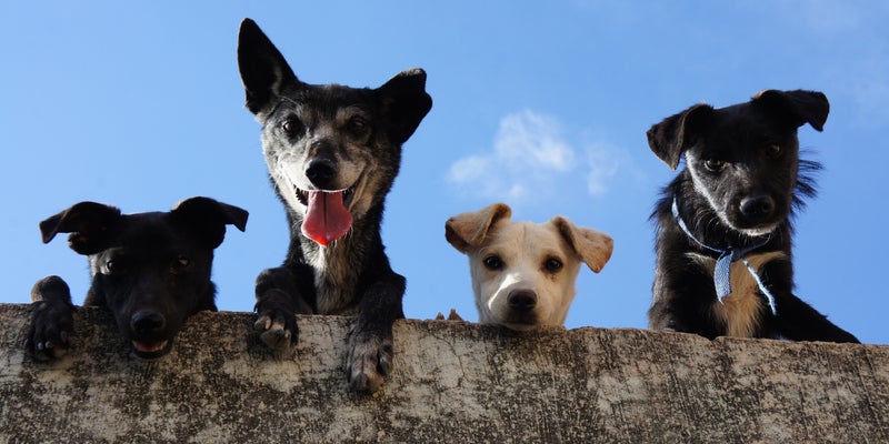 4_dogs_looking_down_at_camera