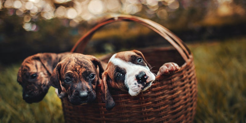 3 puppies in a basket