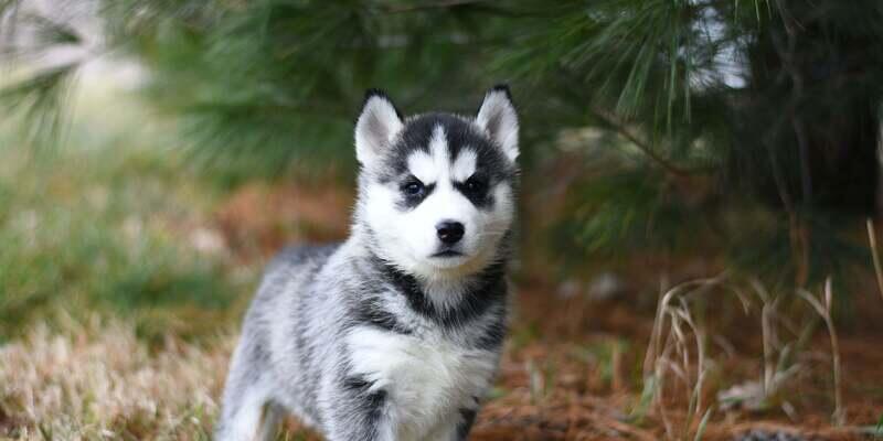 husky puppy in front of a tree