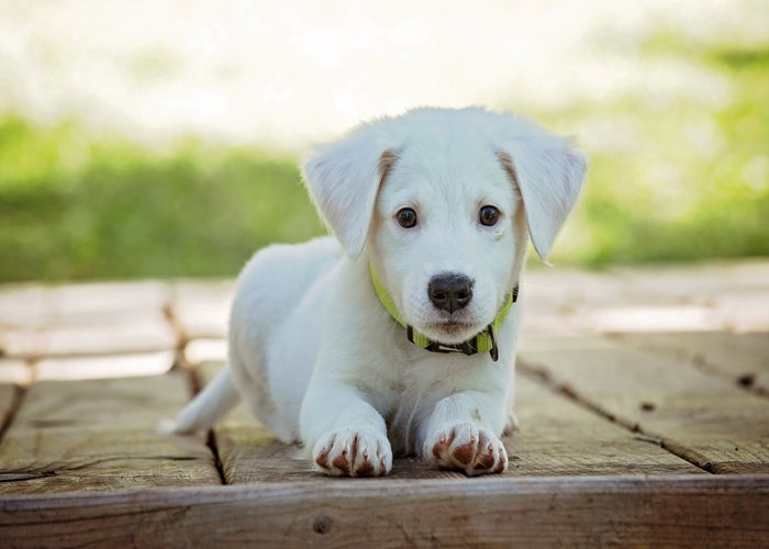 white puppy laying down 