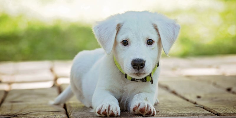 white puppy laying outside