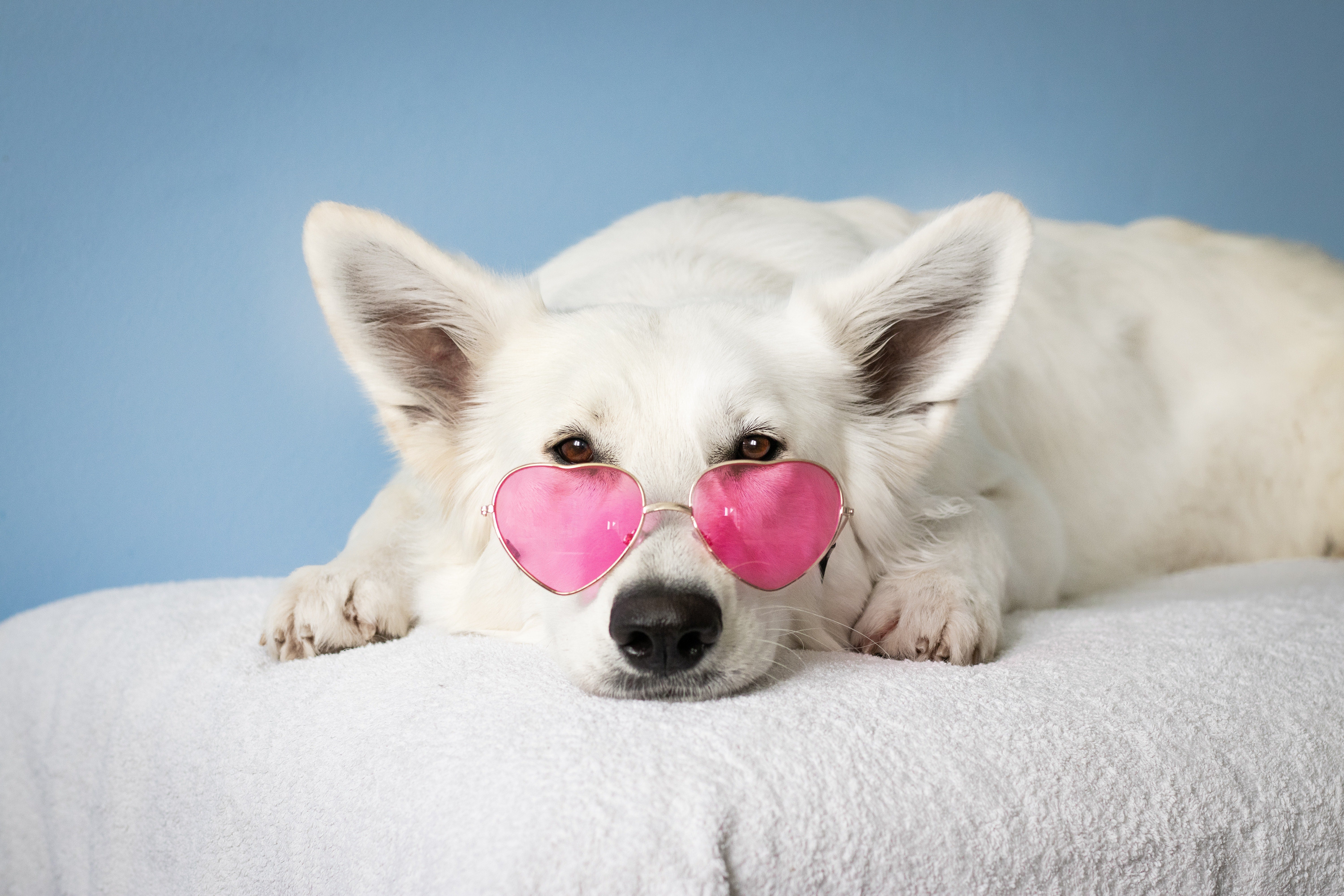 dog with pink heart glasses on 