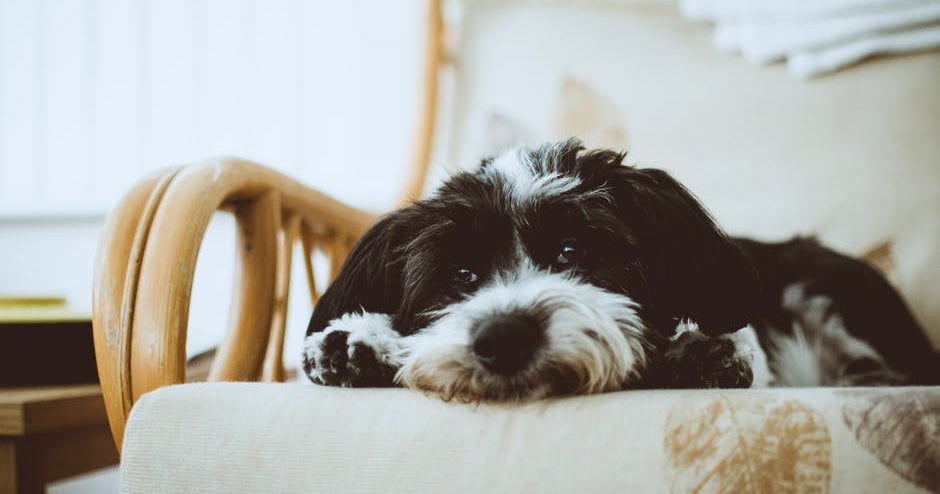 Payment Options | Red Arrow Animal Clinic Payment Options | Red Arrow Animal Clinic