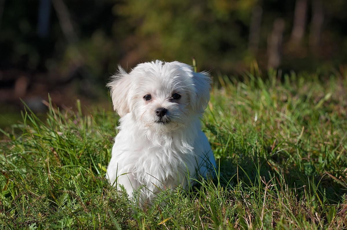 Diagnostics And Imaging Parkview Animal Hospital