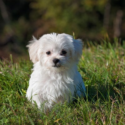 Animal Hospital in Fort Collins, CO | Paws of the Rockies Animal Hospital Animal Hospital in Fort Collins, CO | Paws of the Rockies Animal Hospital