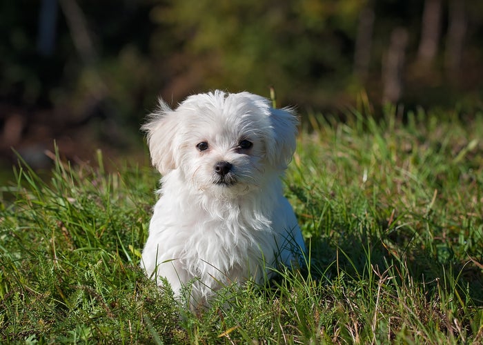 small fluffy white puppy in the grass 