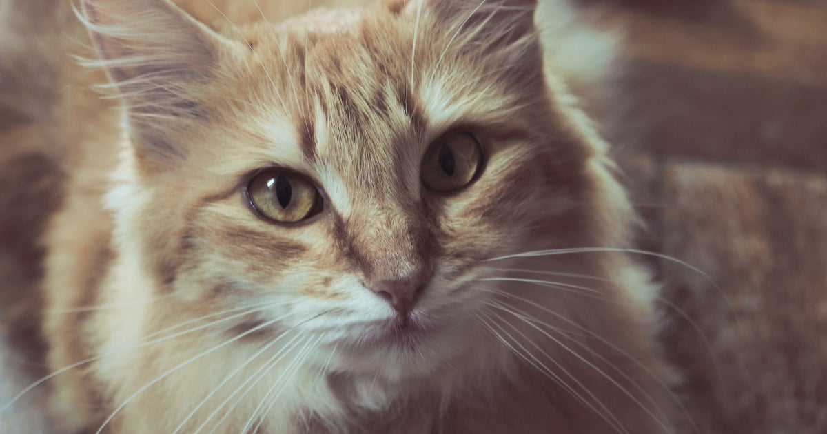 Emergency Services | Lakeside Animal Hospital Emergency Services | Lakeside Animal Hospital
