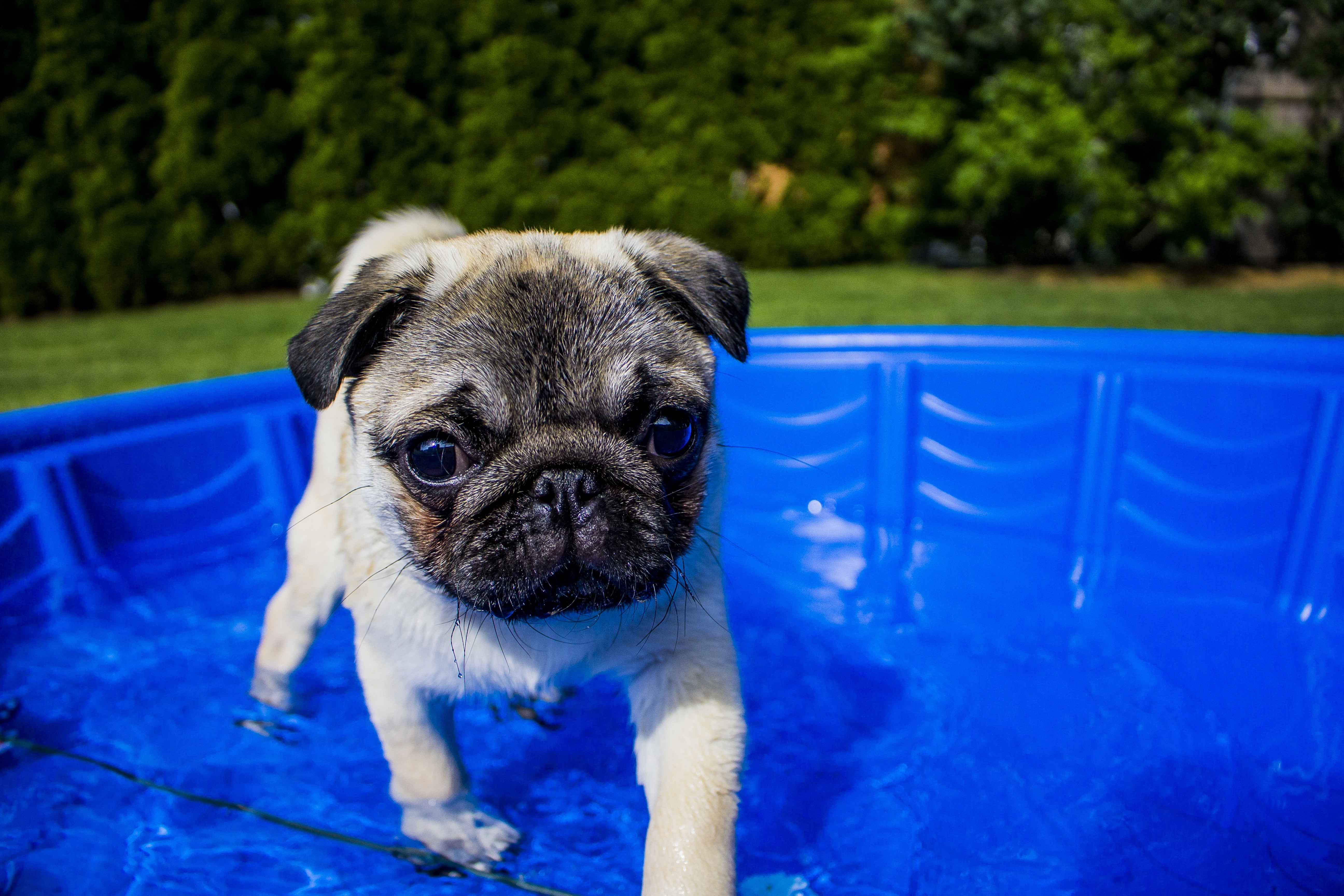 pet-swim-pug-pool-blue.jpg