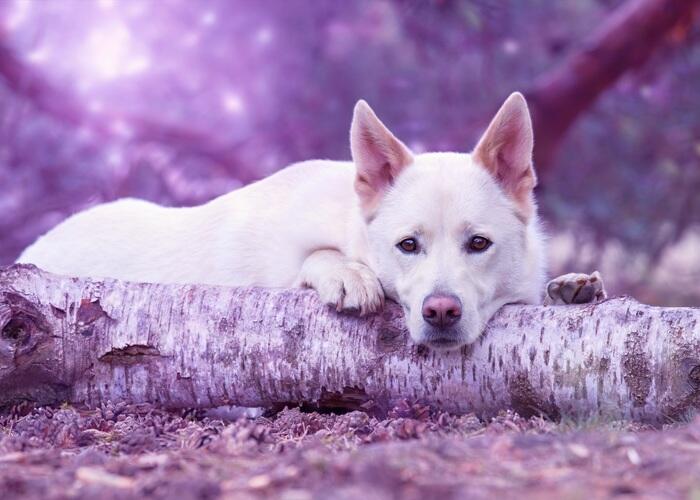 dog laying on a tree stump  