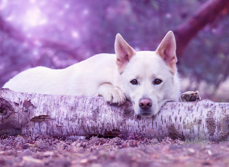 white haired dog laying on the ground in forest