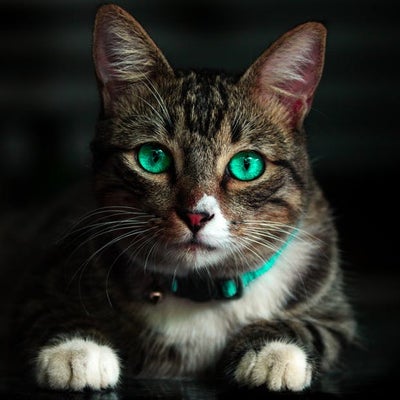 cat-with-green-eyes