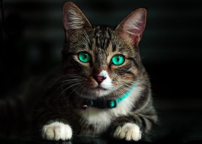 cat with green eyes and green collar  