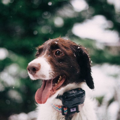 Animal Hospital in Greensboro, NC | Animal Medical Centre of Greensboro Animal Hospital in Greensboro, NC | Animal Medical Centre of Greensboro